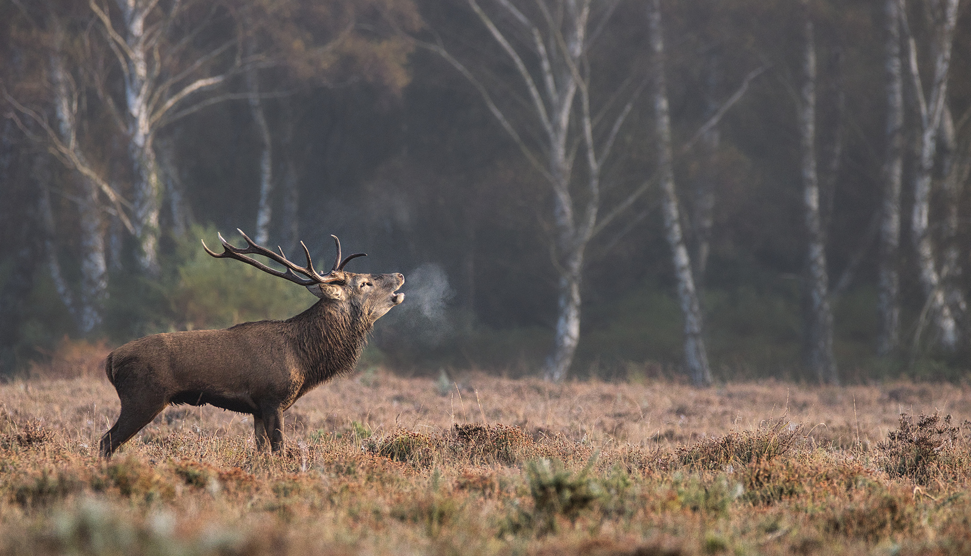 Bolderwood Deer Spotting Walk